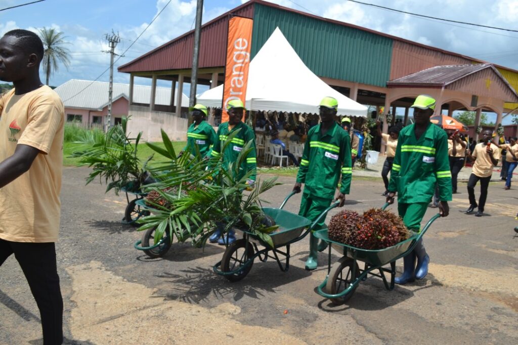 Huile de palme : le Cameroun a produit 450 000 tonnes en 2024